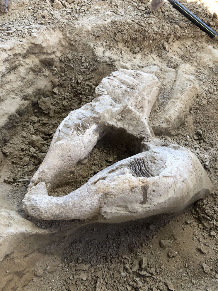 Fotó: Janus Pannonius Múzeum