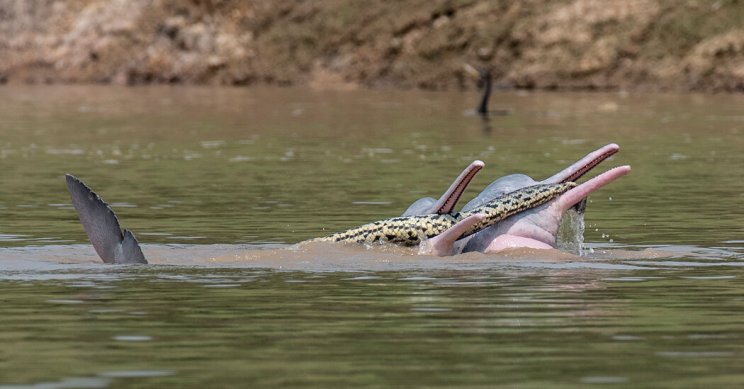 Meglepő fotók: delfinek cipeltek egy anakondát a szájukban - 1. kép