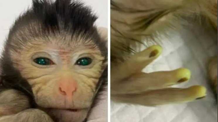 The genetically modified Chinese monkey has green eyes and fluorescent fingers - Image 2