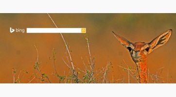 HTTPS-re vált a Bing keresési forgalma
