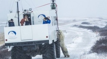 Jegesmedvék kerültek a Google Street View-ra