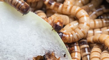 A gyászbogárlárvák képesek megemészteni a műanyagot