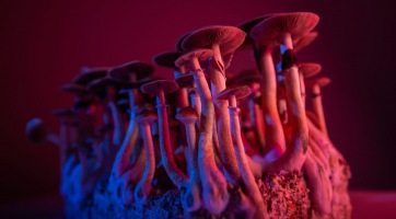 A hallucinogén gombák segíthetnek a depresszió leküzdésében