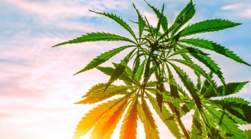 Az illegális kannabiszfarmok fenyegethetik a veszélyeztetett fajok élőhelyeit