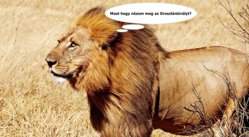 Egész Zimbabwében leállt az internet, miután egy traktor elvágott egy kábelt
